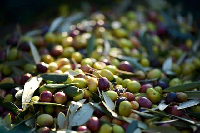 tipos de aceitunas