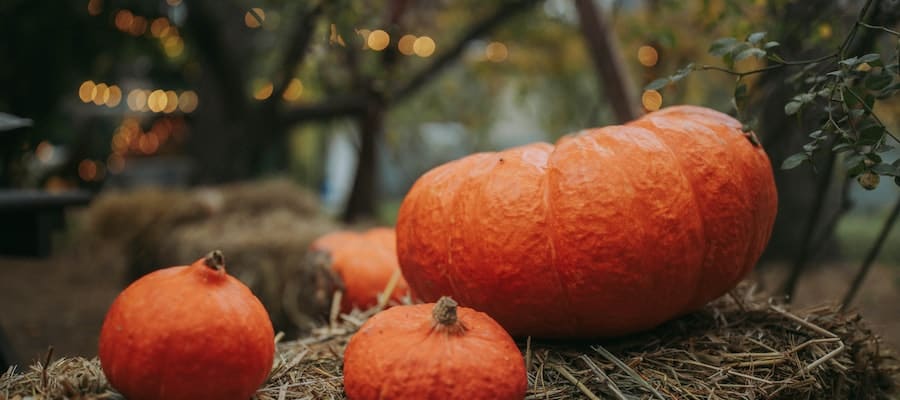 variedades de calabaza