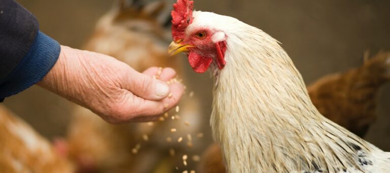 aves de corral